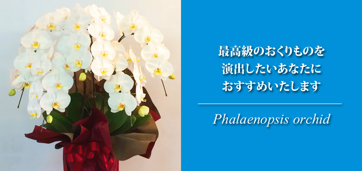 胡蝶蘭