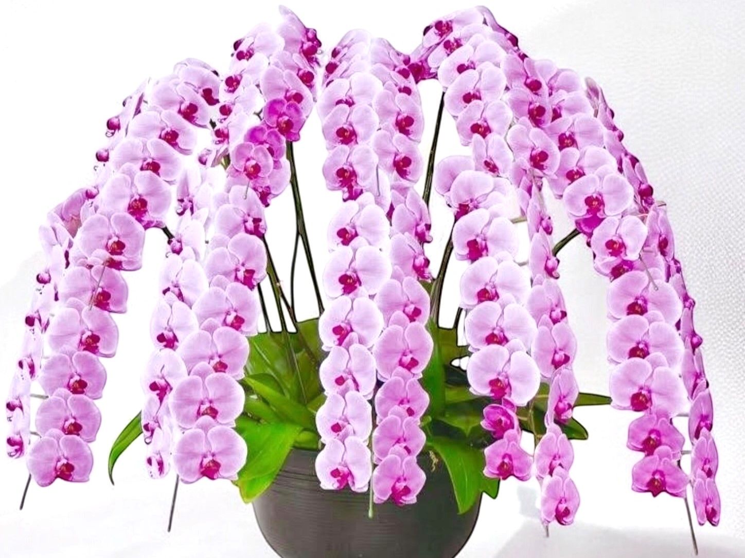 フローリストナオ