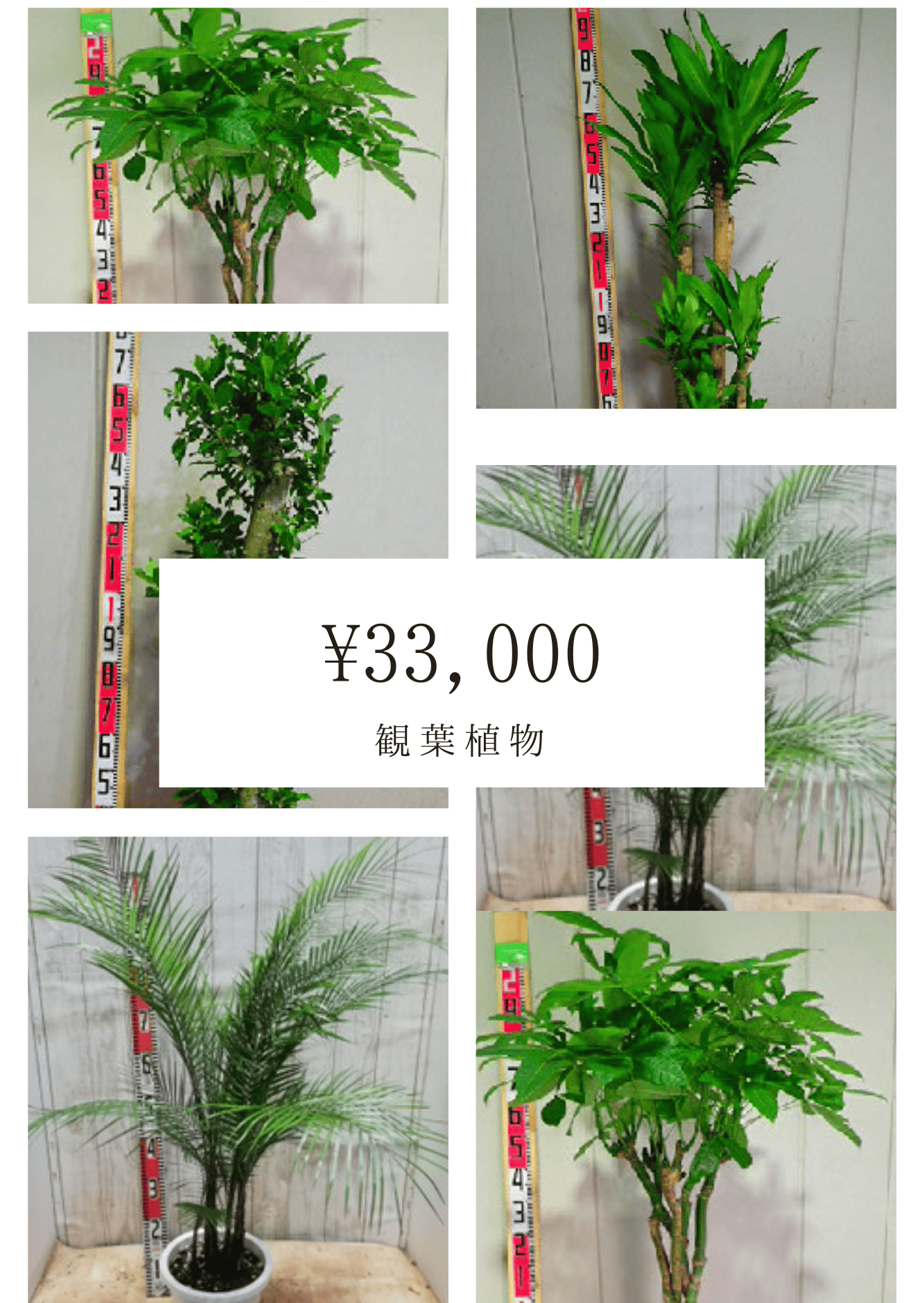観葉植物