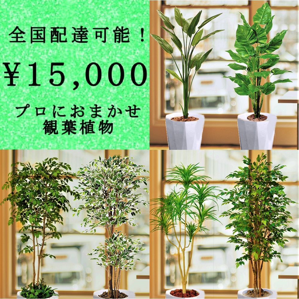 観葉植物