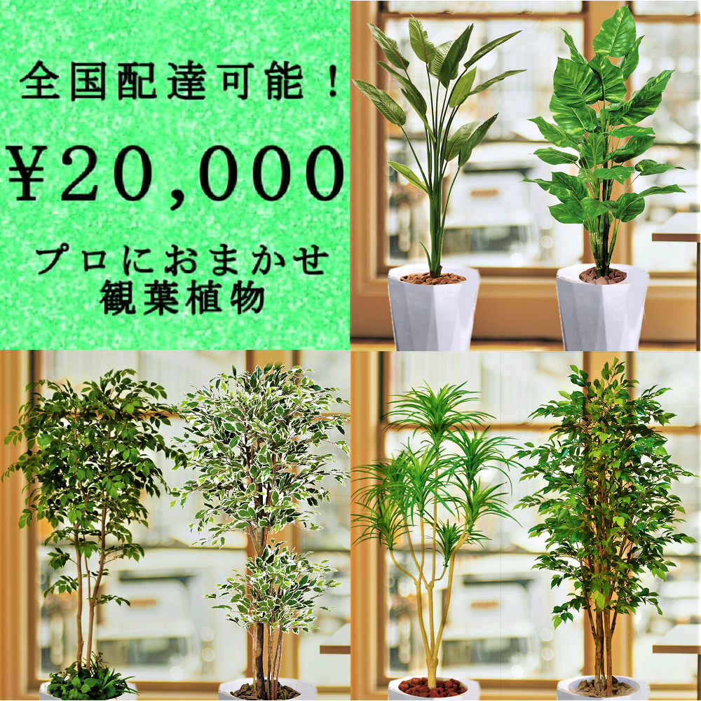 観葉植物