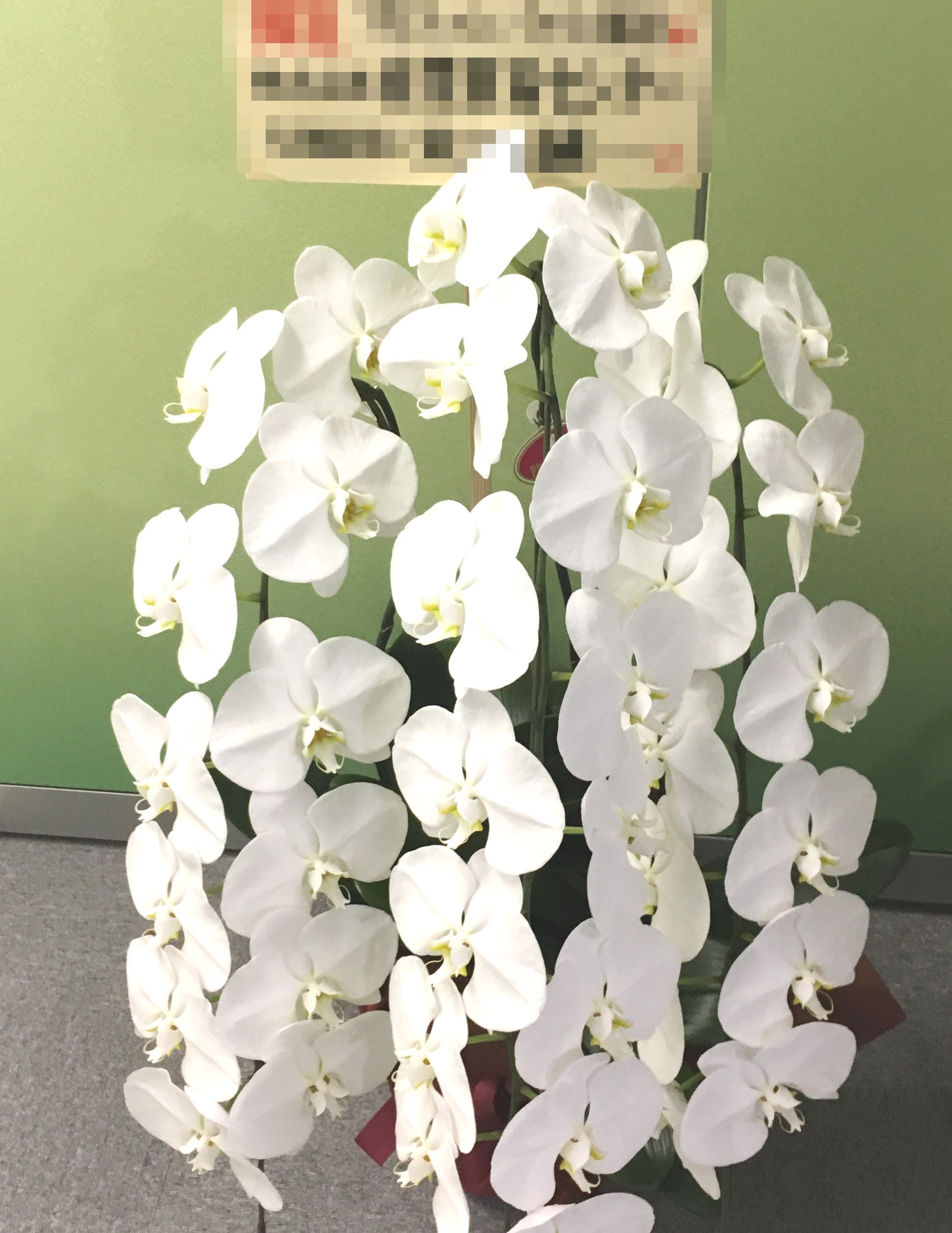 【ナオ花屋の納品事例81】横浜ビブレ様へ胡蝶蘭を配達しました！