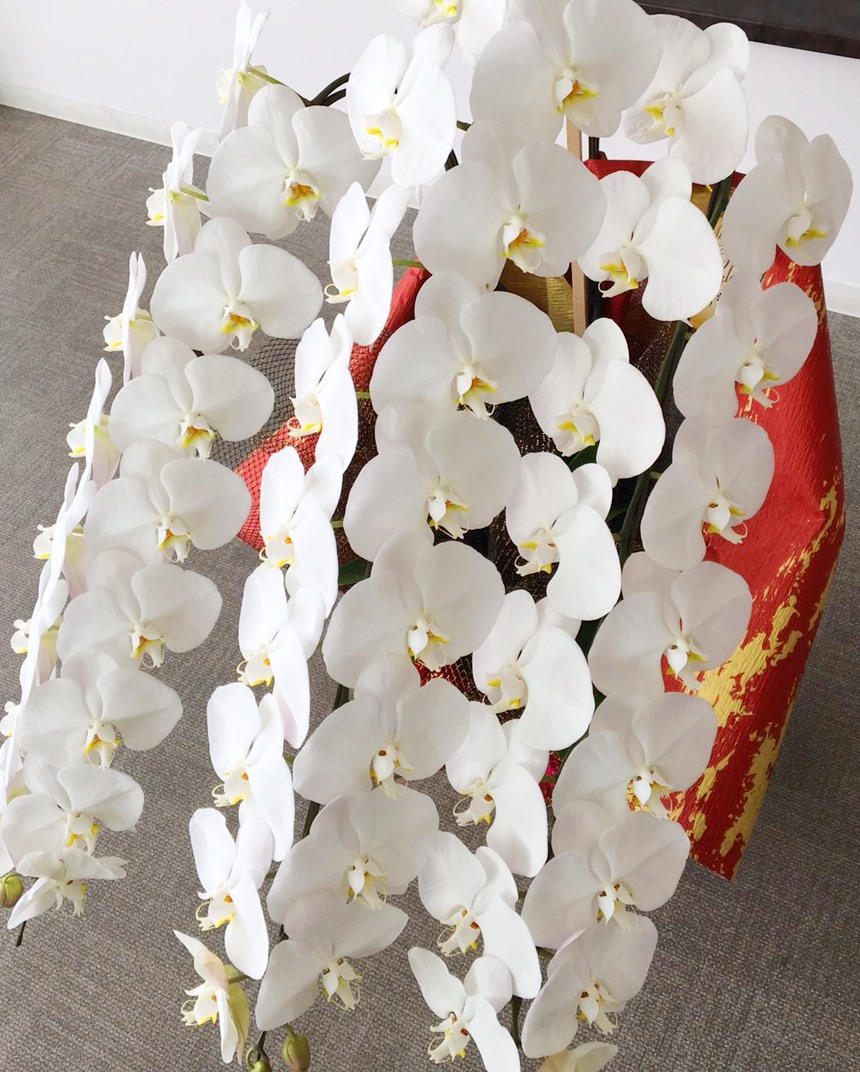 【ナオ花屋の納品事例142】横浜市関内長者町の法人企業様へ胡蝶蘭を配達しました！