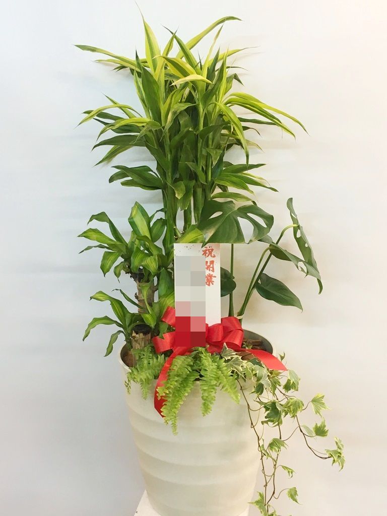 【ナオ花屋の納品事例236】横浜市関内へ開業祝用の胡蝶蘭を当日即日配達しました！