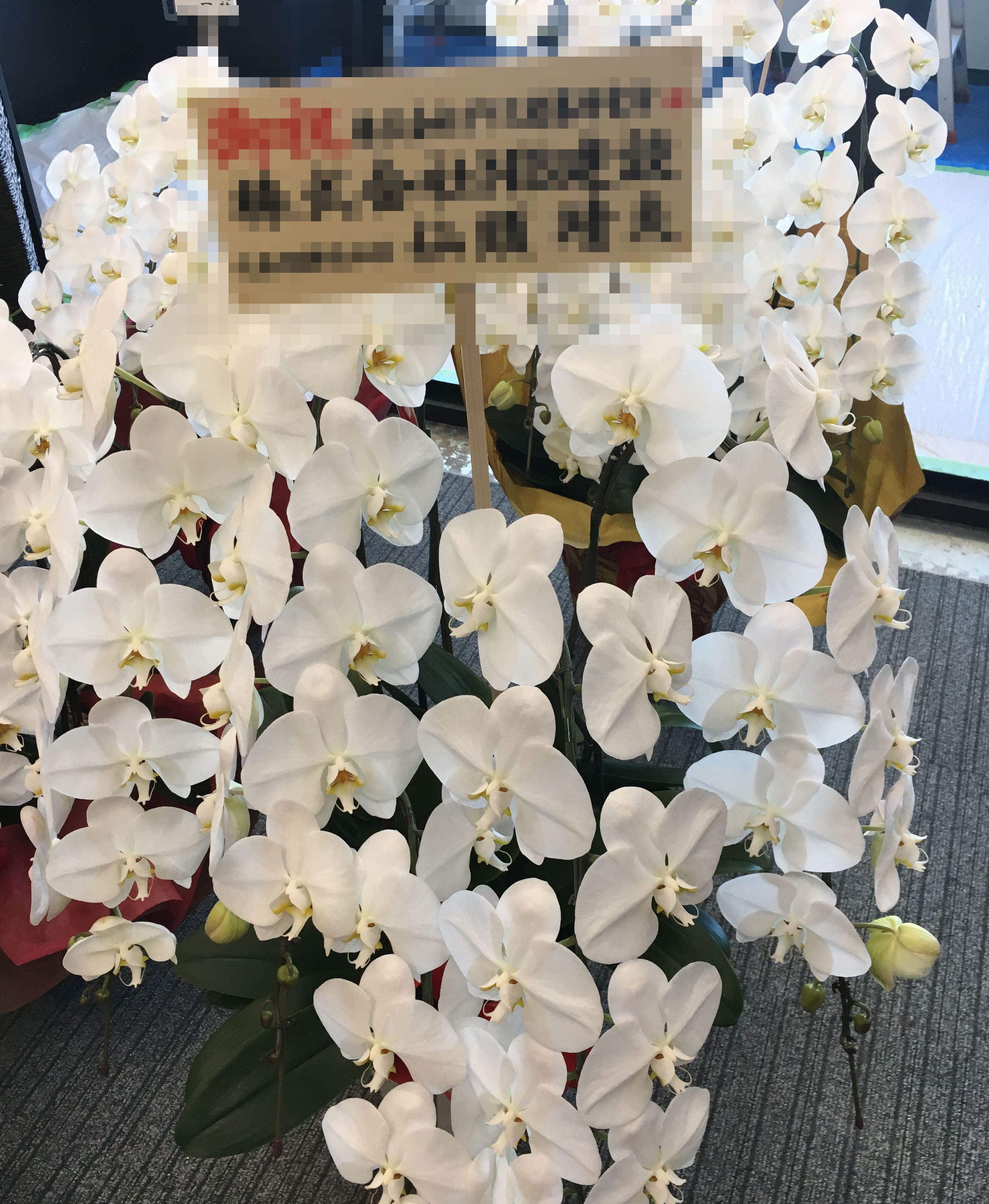 【ナオ花屋の納品事例239】横浜市西区みなとみらいの法人企業様へ胡蝶蘭を即日当日配達しました！