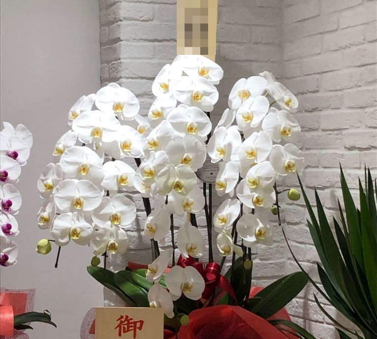 田村ゆかり様へ祝花バラ101本花束スタンドを県民ホールへ配達しました！【横浜花屋の花束・スタンド花・胡蝶蘭・バルーン・アレンジメント配達事例420】