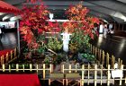 横浜ワールドポーターズへ胡蝶蘭を即日当日配達しました！【横浜花屋の花束・スタンド花・胡蝶蘭・バルーン・アレンジメント配達事例478】