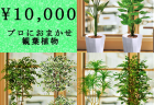 全国配送無料観葉植物2