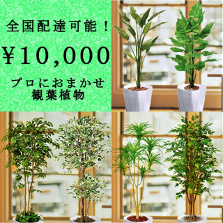 全国配送無料観葉植物1