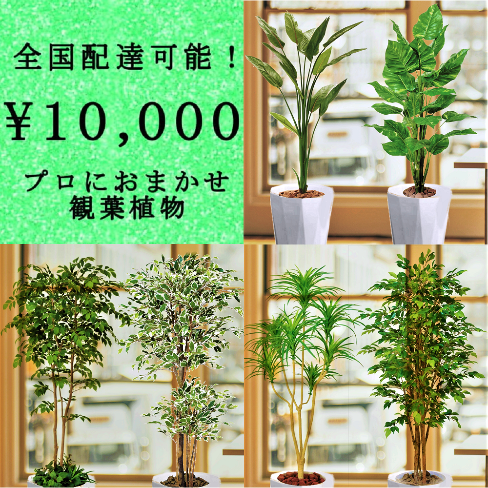 全国配送無料観葉植物1