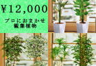 全国配送無料観葉植物3