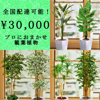 全国配送無料観葉植物6