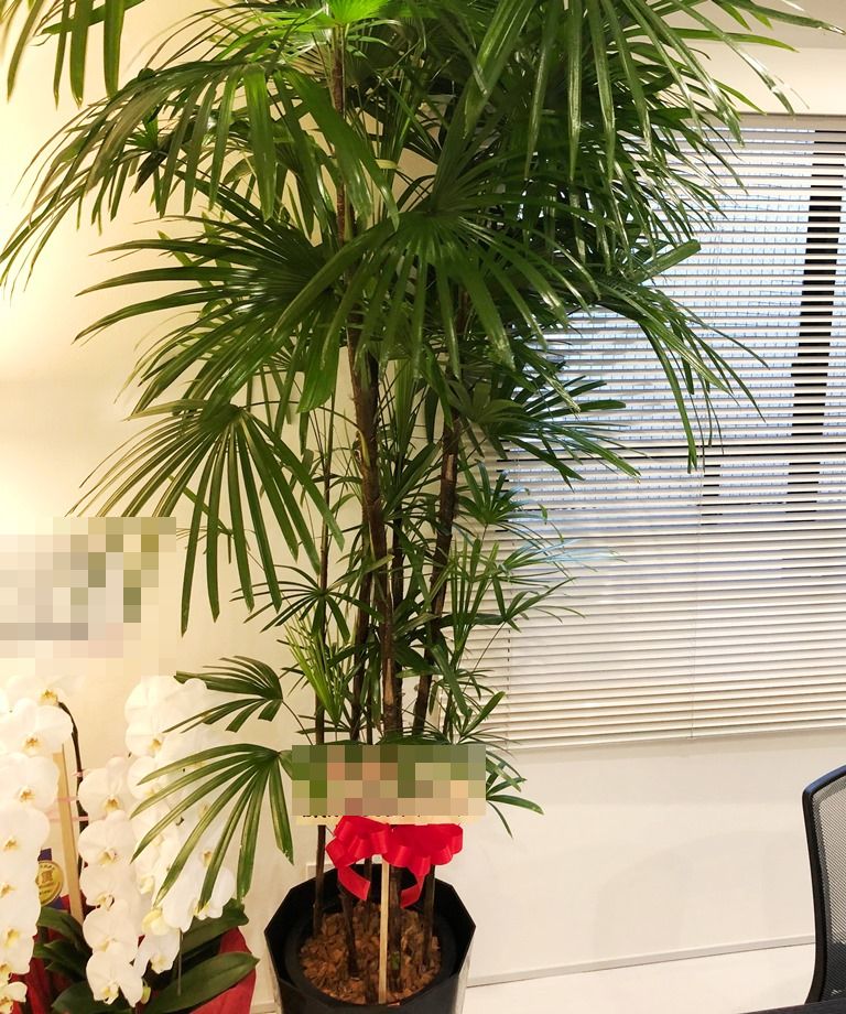 会社の移転祝用に観葉植物を配達しました。【横浜花屋の花束・スタンド花・胡蝶蘭・バルーン・アレンジメント配達事例486】