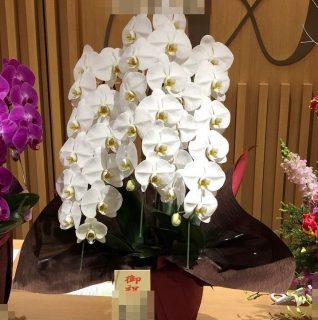 みなとみらいへ開業祝いの胡蝶蘭を即日当日配達しました。【横浜花屋の花束・スタンド花・胡蝶蘭・バルーン・アレンジメント配達事例544】