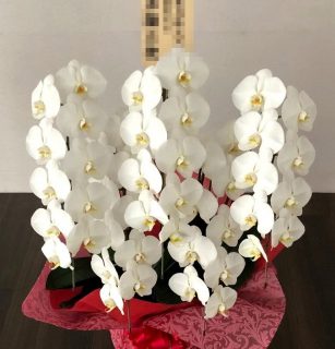 横浜市みなとみらいへ胡蝶蘭を配達しました。【横浜花屋の花束・スタンド花・胡蝶蘭・バルーン・アレンジメント配達事例587】