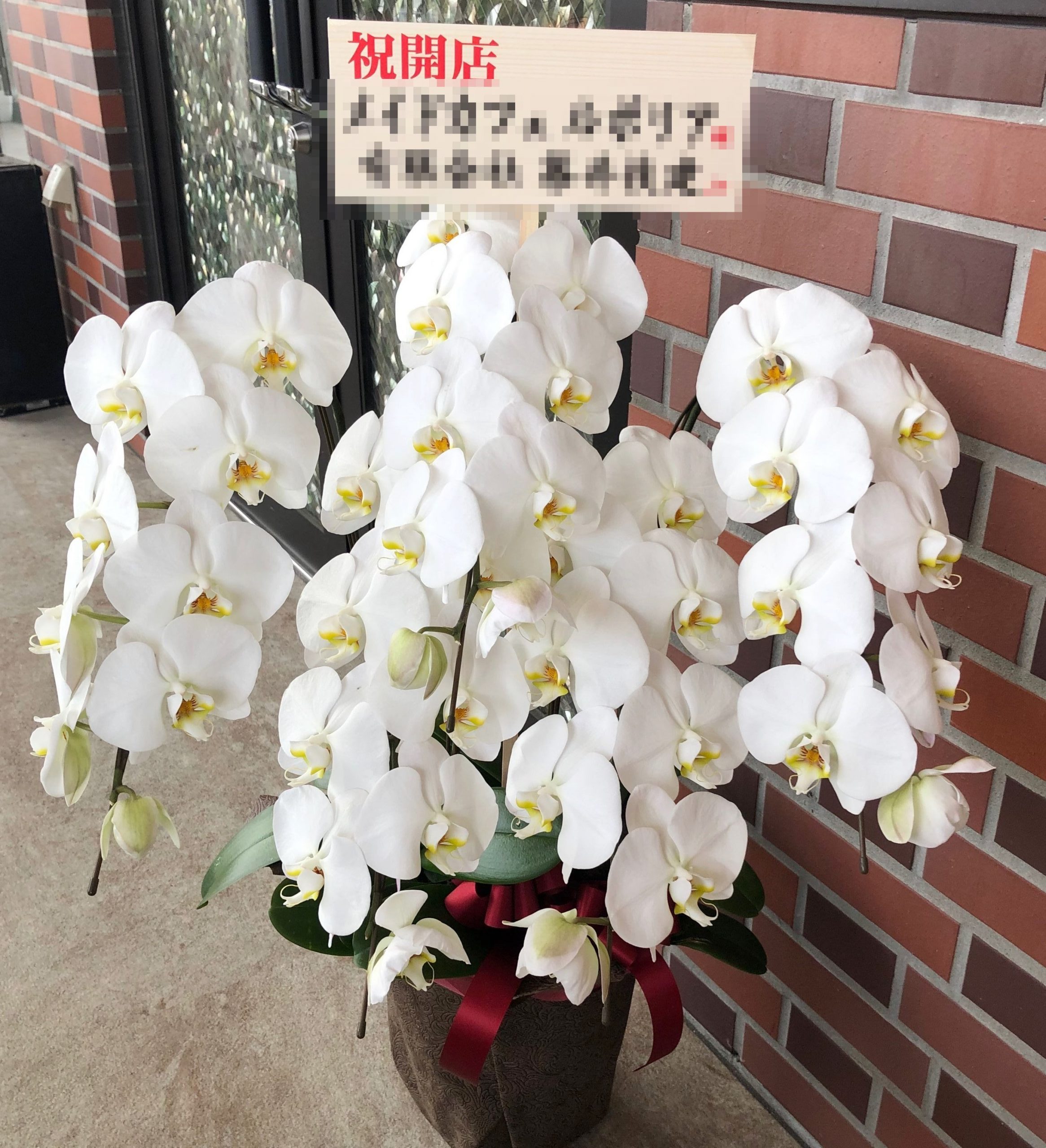 横浜市西区浅間町へ胡蝶蘭を配達しました。【横浜花屋の花束・スタンド花・胡蝶蘭・バルーン・アレンジメント配達事例589】