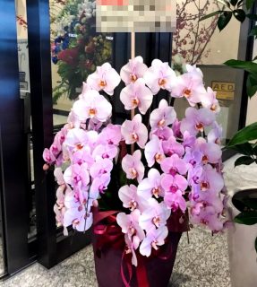 横浜市西区みなとみらいへ胡蝶蘭を配達しました。【横浜花屋の花束・スタンド花・胡蝶蘭・バルーン・アレンジメント配達事例594】