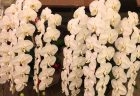 桜のディスプレイを設置しました。【横浜花屋の花束・スタンド花・胡蝶蘭・バルーン・アレンジメント配達事例602】