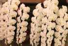 横浜市みなとみらいへフラワーアレンジメントを配達しました。【横浜花屋の花束・スタンド花・胡蝶蘭・バルーン・アレンジメント配達事例600】