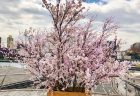 関内福富町へ胡蝶蘭を2つ配達しました。【横浜花屋の花束・スタンド花・胡蝶蘭・バルーン・アレンジメント配達事例601】