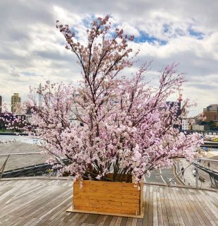 桜のディスプレイを設置しました。【横浜花屋の花束・スタンド花・胡蝶蘭・バルーン・アレンジメント配達事例602】