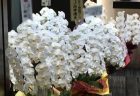横浜市矢口台へ花束を即日当日配達しました。【横浜花屋の花束・スタンド花・胡蝶蘭・バルーン・アレンジメント配達事例644】