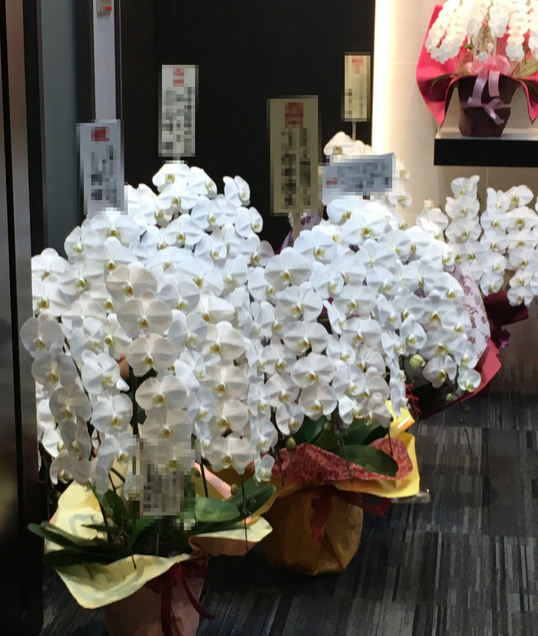 横浜市神奈川区へ胡蝶蘭を配達しました。【横浜花屋の花束・スタンド花・胡蝶蘭・バルーン・アレンジメント配達事例643】
