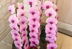 横浜市花咲町へ花束を即日当日配達させていただきました。【横浜花屋の花束・スタンド花・胡蝶蘭・バルーン・アレンジメント配達事例678】