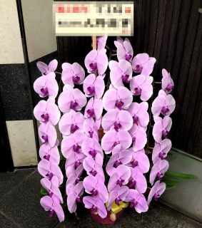 横浜市関内へ胡蝶蘭を即日当日配達させていただきました。【横浜花屋の花束・スタンド花・胡蝶蘭・バルーン・アレンジメント配達事例675】