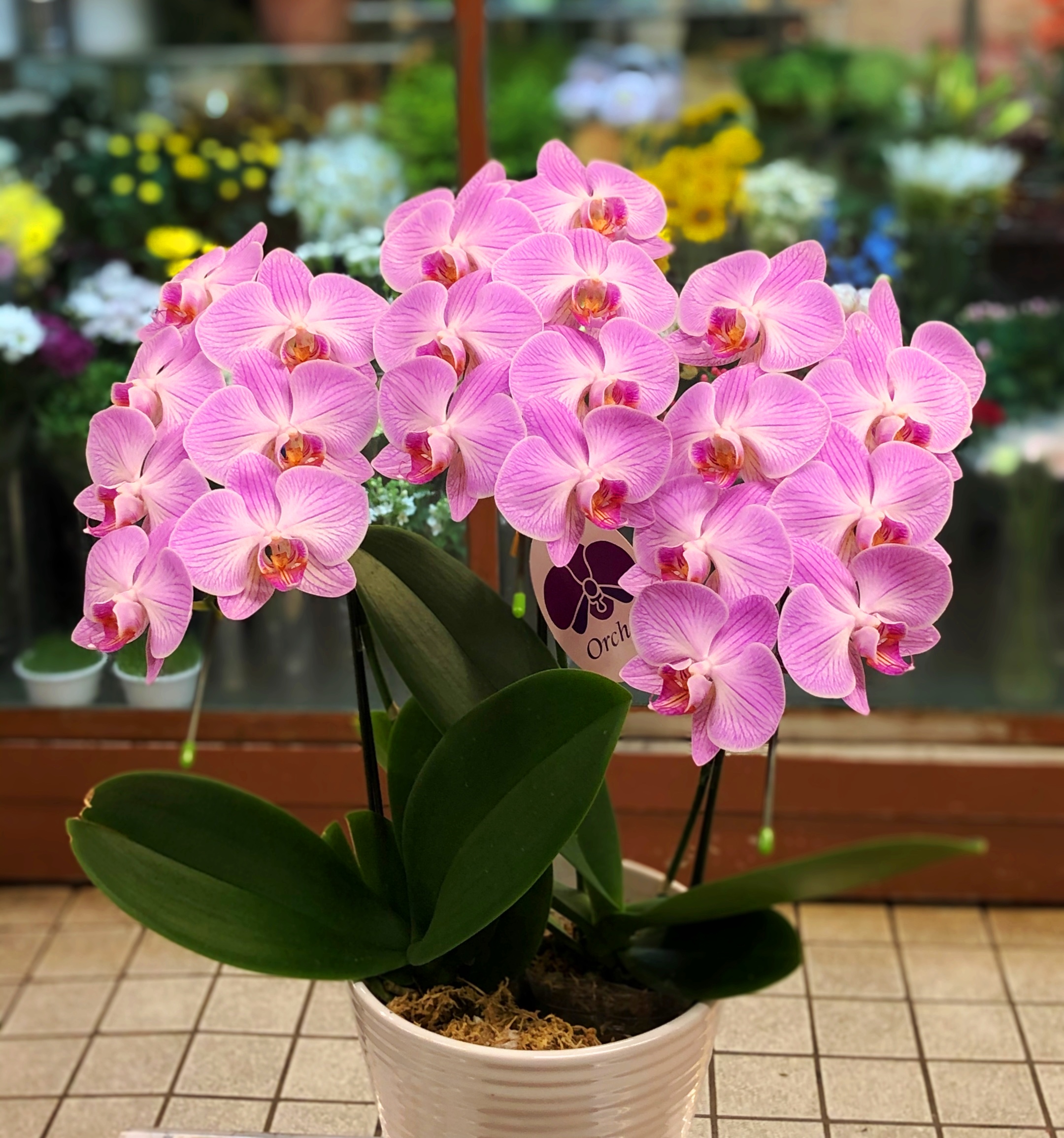 横浜市関内へ胡蝶蘭を即日当日配達させていただきました。【横浜花屋の花束・スタンド花・胡蝶蘭・バルーン・アレンジメント配達事例684】