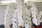 北仲ブリック&ホワイトへスタンド花を即日当日配達させていただきました。【横浜花屋の花束・スタンド花・胡蝶蘭・バルーン・アレンジメント配達事例688】