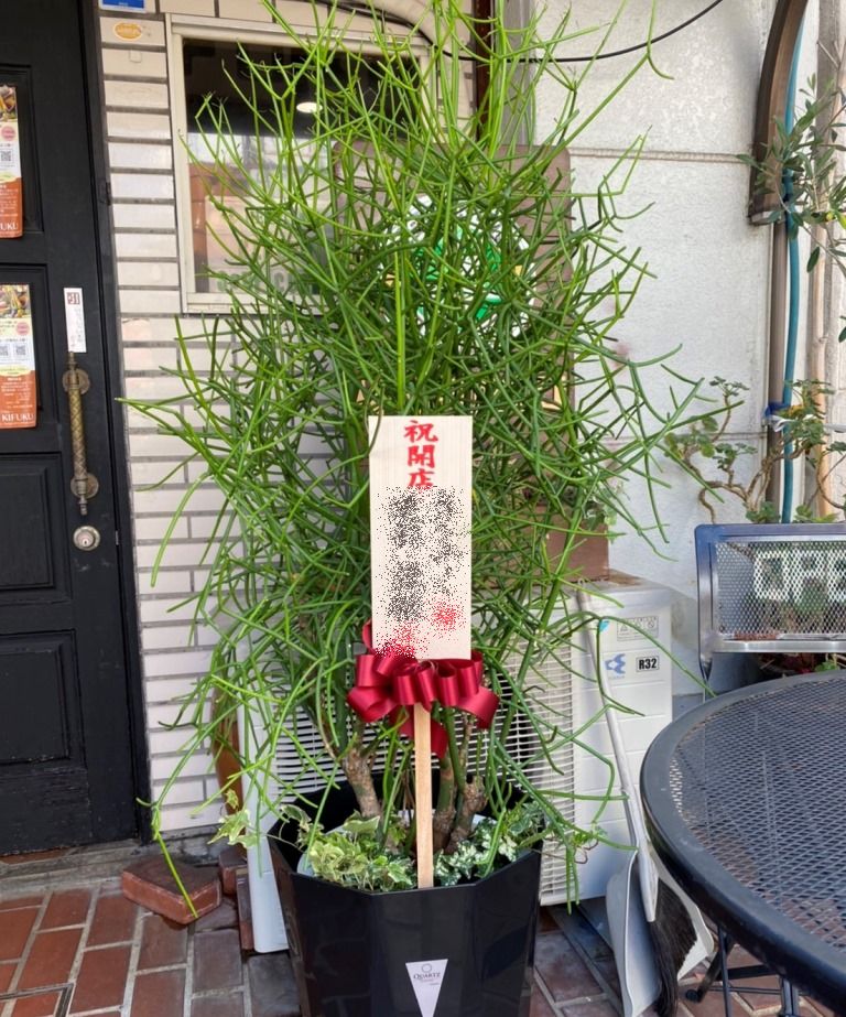 横浜市港北区へ観葉植物を即日当日配達しました。【横浜花屋の花束・スタンド花・胡蝶蘭・バルーン・アレンジメント配達事例697】