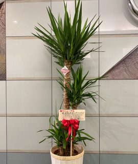 横浜市港北区新横浜へ観葉植物を配達しました。【横浜花屋の花束・スタンド花・胡蝶蘭・バルーン・アレンジメント配達事例720】
