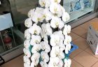横浜市山手へ花束を即日当日配達しました。【横浜花屋の花束・スタンド花・胡蝶蘭・バルーン・アレンジメント配達事例722】