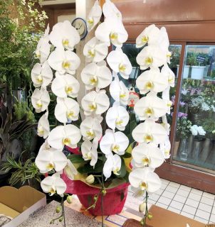 イセザキモールへ胡蝶蘭を即日当日配達しました。【横浜花屋の花束・スタンド花・胡蝶蘭・バルーン・アレンジメント配達事例734】