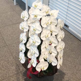 横浜市庁舎内ラクシスフロントへ胡蝶蘭を即日当日配達しました。【横浜花屋の花束・スタンド花・胡蝶蘭・バルーン・アレンジメント配達事例728】