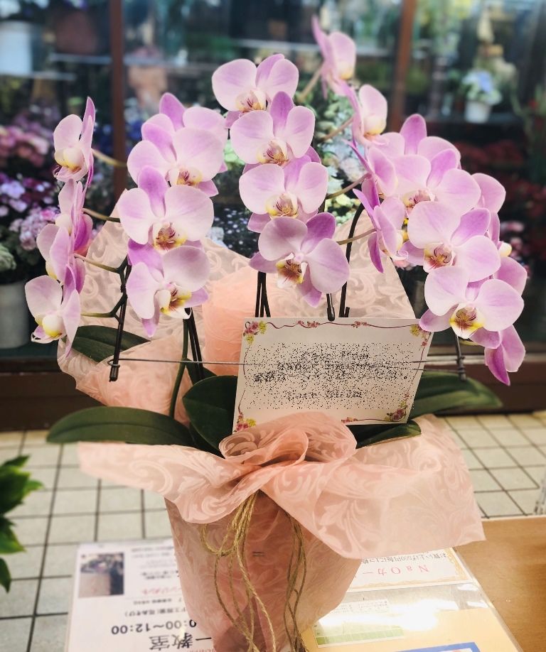 横浜市北仲通へお誕生日用の胡蝶蘭を配達しました。【横浜花屋の花束・スタンド花・胡蝶蘭・バルーン・アレンジメント配達事例738】