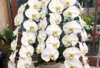 横浜市関内へバラ＆カスミ草の花束を即日当日配達しました。【横浜花屋の花束・スタンド花・胡蝶蘭・バルーン・アレンジメント配達事例756】