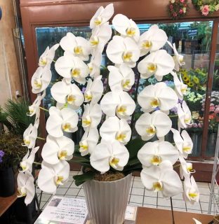 横浜市南区へ胡蝶蘭を即日当日配達しました。【横浜花屋の花束・スタンド花・胡蝶蘭・バルーン・アレンジメント配達事例757】