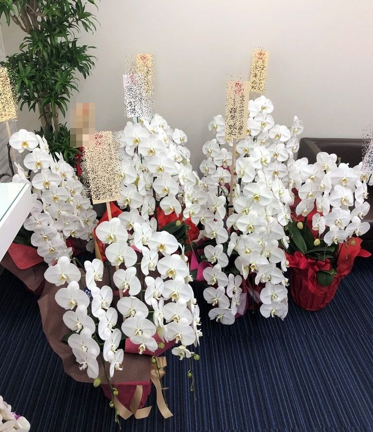 横浜市みなとみらいへ胡蝶蘭を配達しました。【横浜花屋の花束・スタンド花・胡蝶蘭・バルーン・アレンジメント配達事例786】