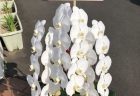横浜市西区戸部へスタンド花を即日当日配達しました。【横浜花屋の花束・スタンド花・胡蝶蘭・バルーン・アレンジメント配達事例815】