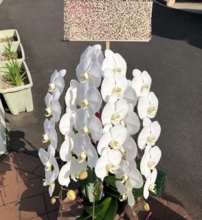 横浜市南区へ胡蝶蘭を即日当日配達しました。【横浜花屋の花束・スタンド花・胡蝶蘭・バルーン・アレンジメント配達事例816】