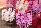 横浜市関内へスタンド花を即日当日配達しました。【横浜花屋の花束・スタンド花・胡蝶蘭・バルーン・アレンジメント配達事例806】