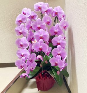 横浜市花咲町へ胡蝶蘭を即日当日配達しました。【横浜花屋の花束・スタンド花・胡蝶蘭・バルーン・アレンジメント配達事例849】