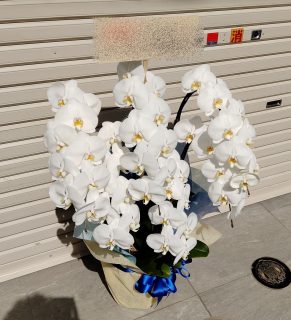 横浜市西区へ胡蝶蘭を配達しました。【横浜花屋の花束・スタンド花・胡蝶蘭・バルーン・アレンジメント配達事例876】