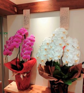 横浜市都筑区へ白とピンクの胡蝶蘭を配達しました。【横浜花屋の花束・スタンド花・胡蝶蘭・バルーン・アレンジメント配達事例953】