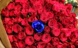 横浜みなとみらいへ赤いバラ107本 青いバラ1本の花束を配達しました。【横浜花屋の花束・スタンド花・胡蝶蘭・バルーン・アレンジメント配達事例1080】