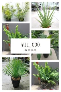 おまかせ観葉植物01