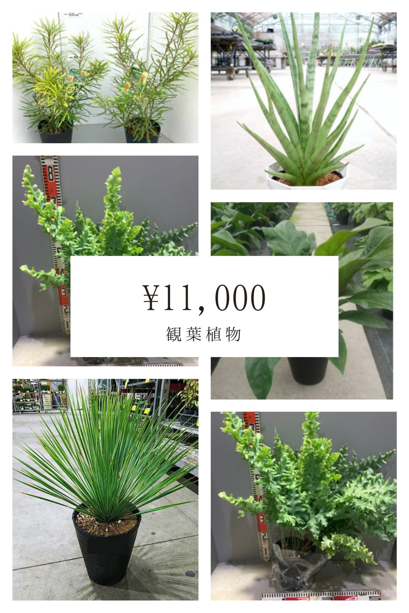 おまかせ観葉植物01