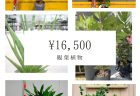 おまかせ観葉植物03